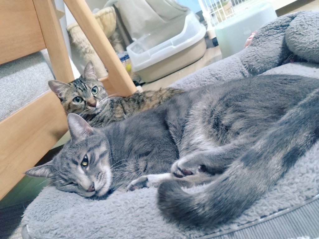 猫、飼い始めました (@D21nyankoro) / Posts / X