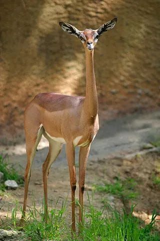 WildLifeCore's tweet image. Tall, sleek, and one-of-a-kind 🦌✨🌿
The gerenuk stands on its hind legs to reach the highest leaves, graceful as it stretches toward the sky 🌳🌞
Elegant, rare, unforgettable—nature’s long-necked desert dancer 💫🤍#wildlife #fypシ