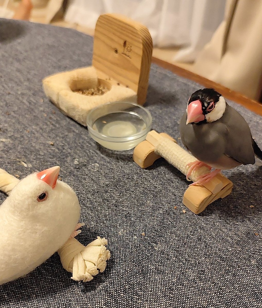 🐥ボクの隣りに誰かこないかなー？