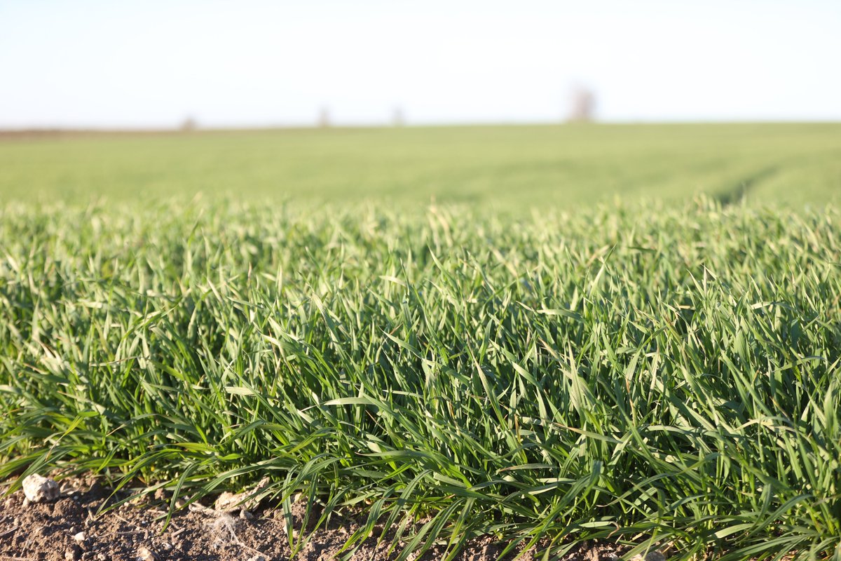 💧Türkiye'de, 1 Ekim ile 31 Aralık arasındaki tarım sezonunda yağışlar, uzun yıllar ortalamasına göre %20, bir önceki yıla göre %5 azaldı

#Yeşilhat🌱
 
aa.com.tr/tr/yesilhat/do…