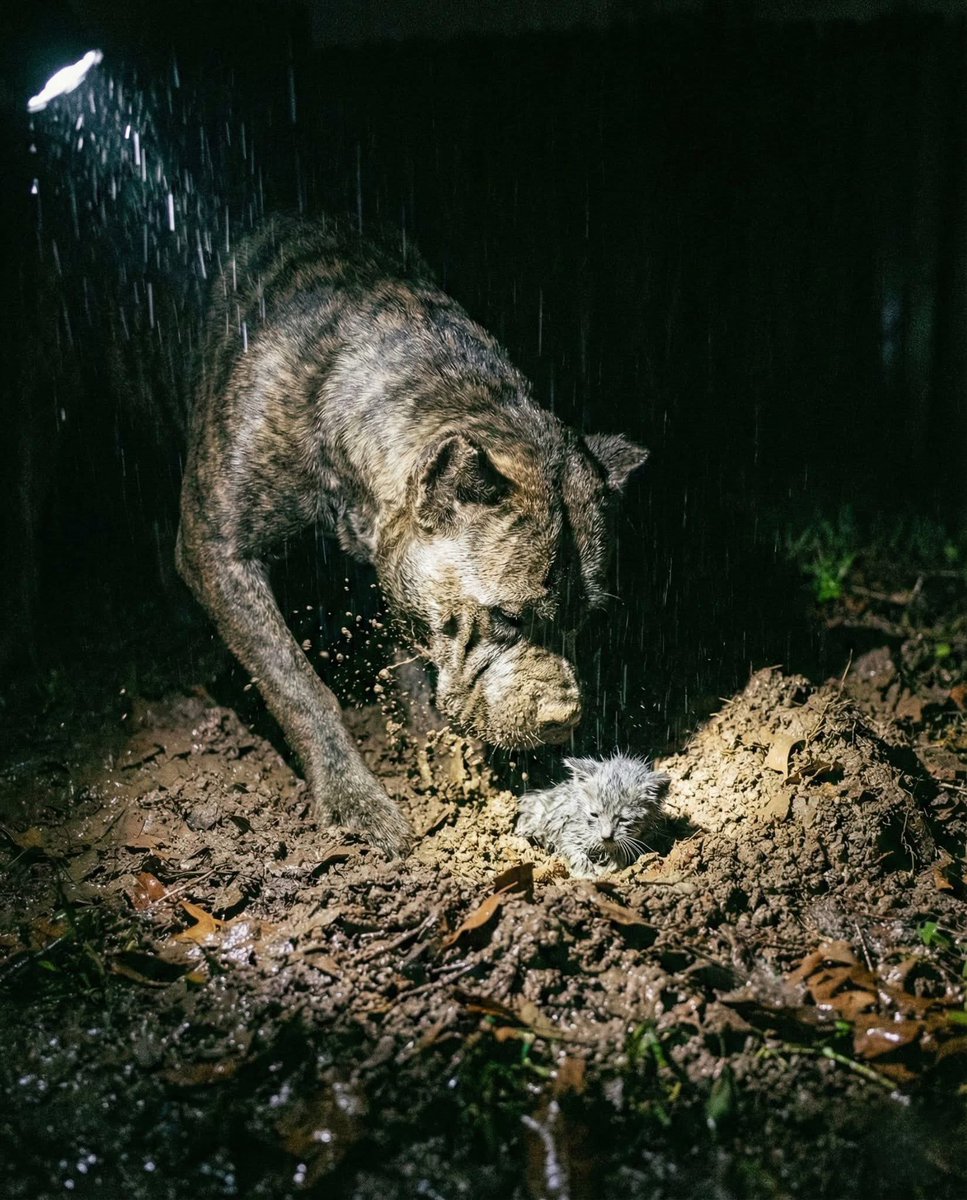 My neighbor banged on my door at 11:00 PM during the thunderstorm. "Your dog has something in the backyard," he yelled over the rain. "He’s shaking it. I think it’s a rabbit."

My stomach dropped. My dog is Tank. He’s 140 pounds of Cane Corso. He looks like a gargoyle come to