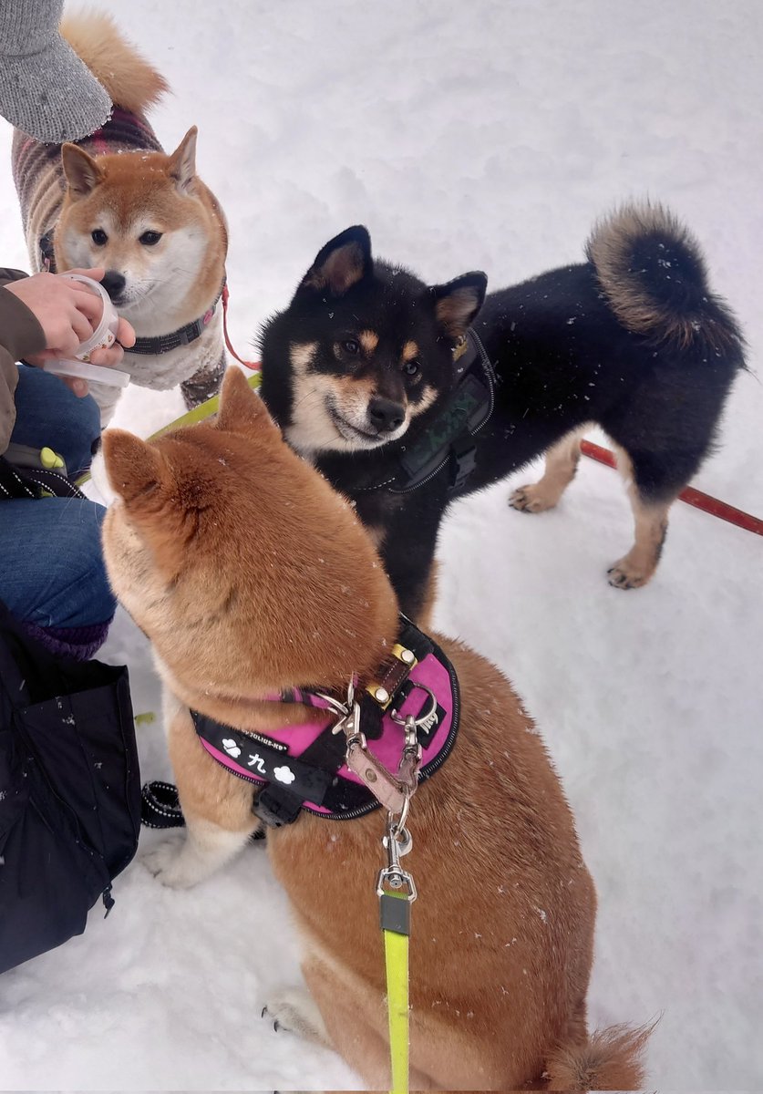 キュキュ（柴犬の九ちゃん） (@gBETQs4FK71tz68) / Posts / X