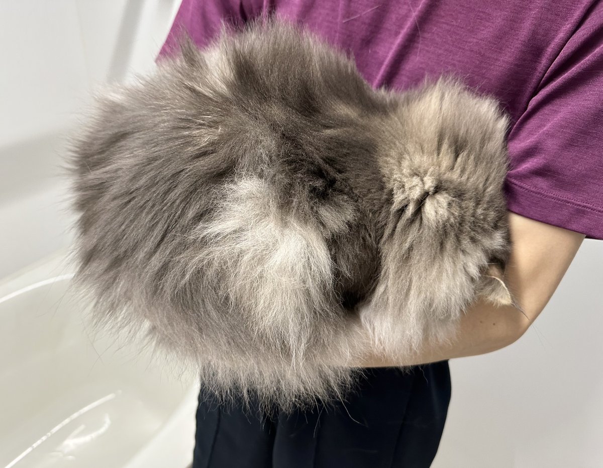 今月のシャンプーやだやだ毛玉です