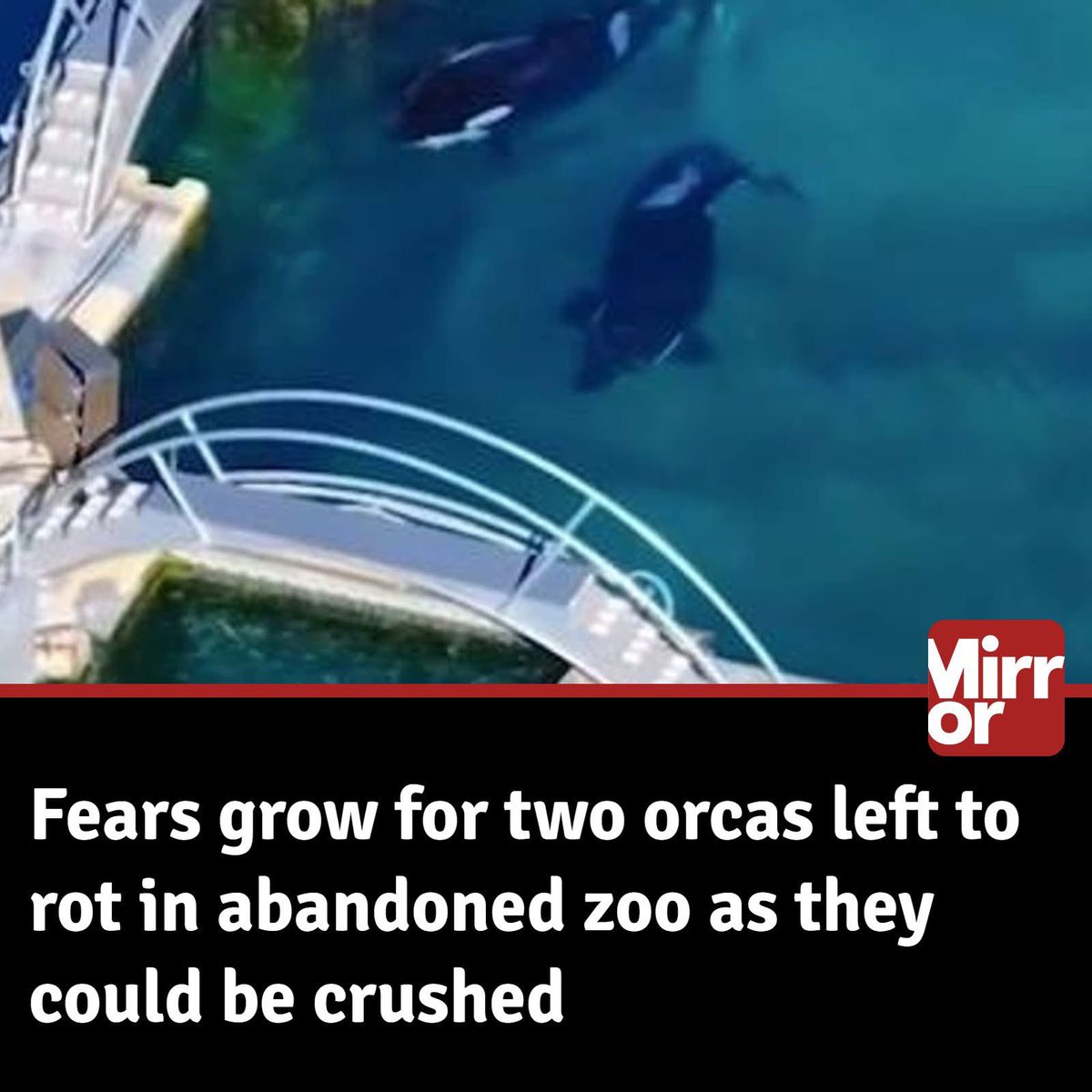 domdyer70's tweet image. Swimming aimlessly around a rotting tank completely depraved of any stimulation, time is running out for this mother and son orca duo. 💔

Wikie, aged 23, and her son Keijo, 11 are facing a grim fate without immediate intervention as they are confined to the deteriorating…
