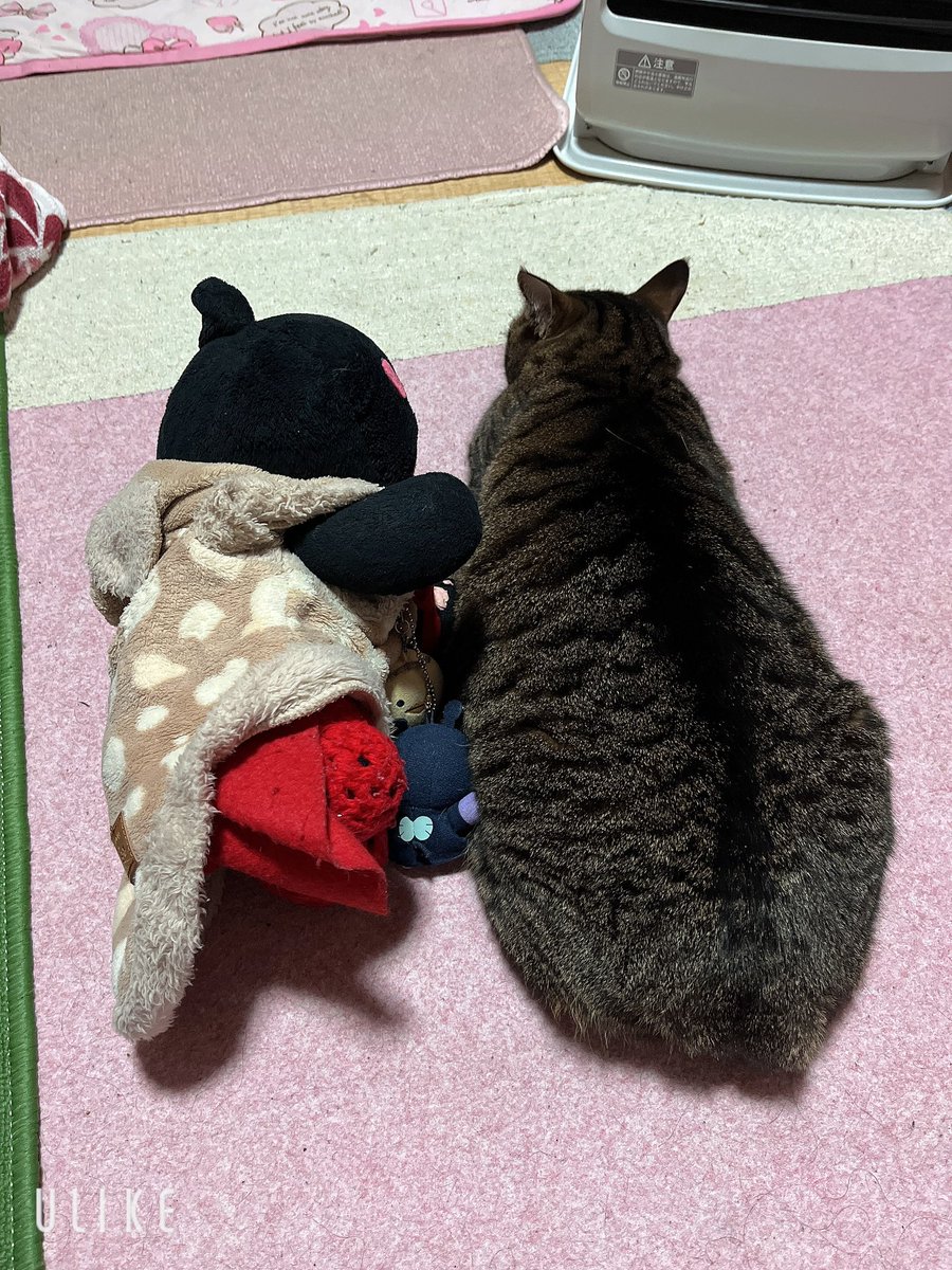 にゃんこマン tweet media