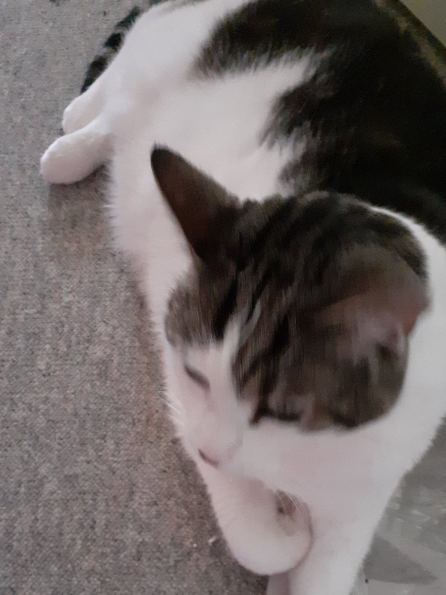 Vicky falling asleep when i took this pic...she looks sooo sweet we love her soo much 😍🥰😘😻🩷  #CatsOfTwitter  #CatsOfX  #catlover  #catlovers
