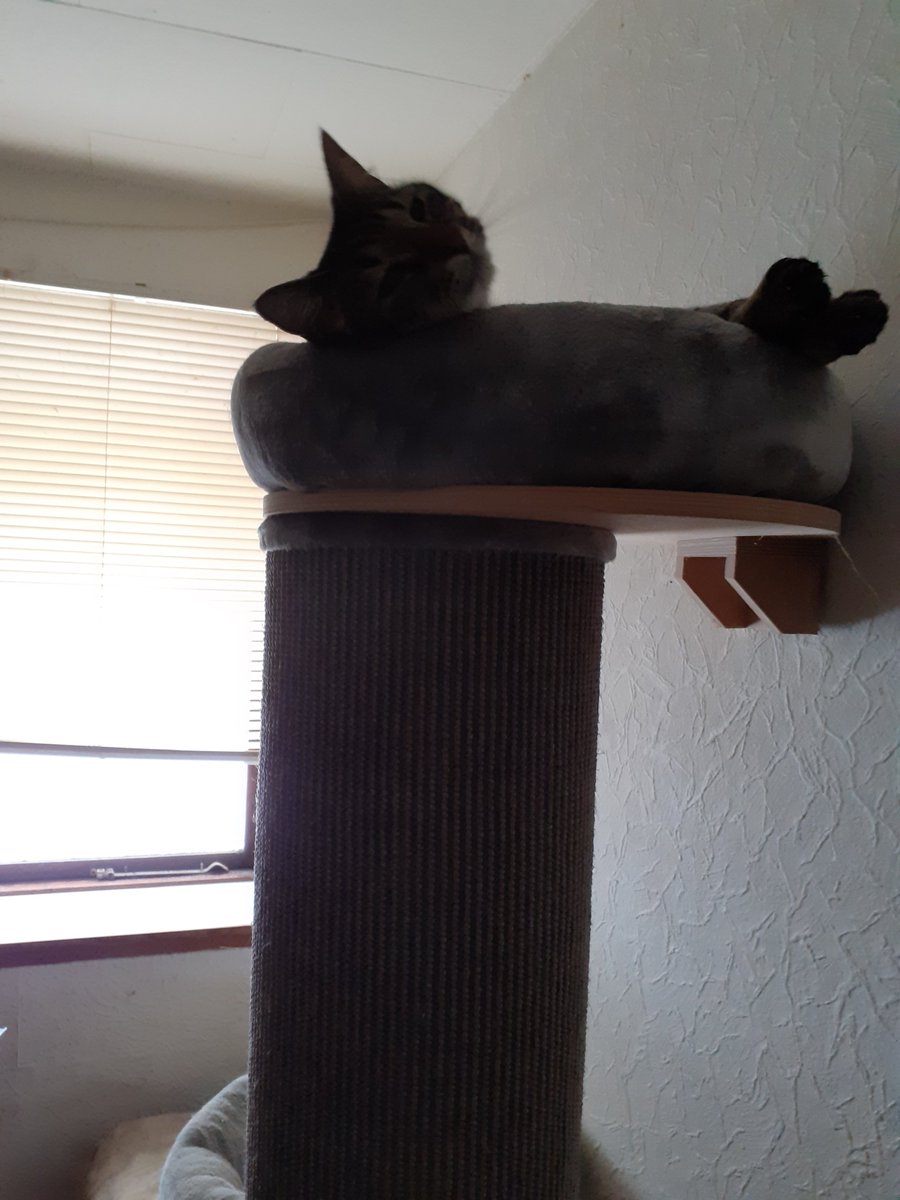 Findus laying in the top cat bed today...he looks sooo cute  up there we love him so much 🩷😻😘🥰😍 #CatsOfTwitter  #CatsOfX  #catlover  #catlovers