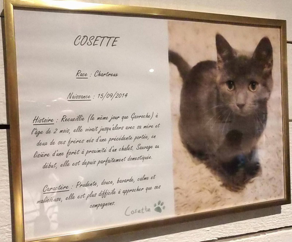 psyseance's tweet photo. Le Café des félins de Besançon : une "ronron thérapie" assurée ! https://t.co/dABGLHrTUu