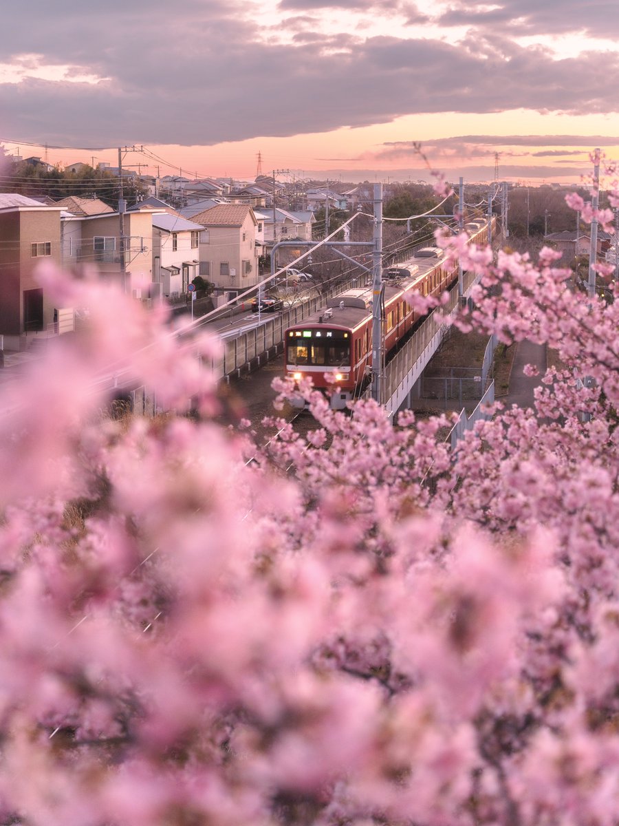 三浦海岸の早い春