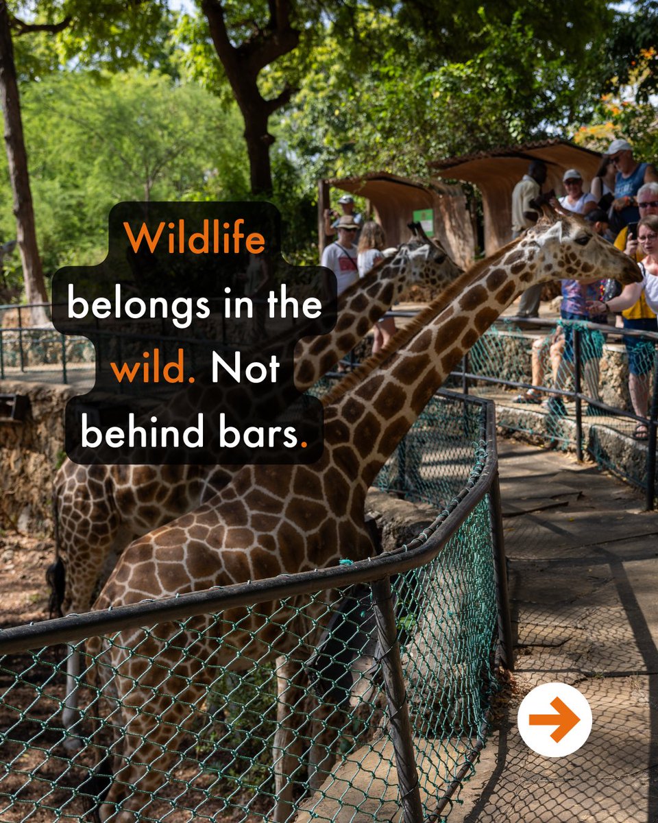 World Animal Protection Africa tweet media