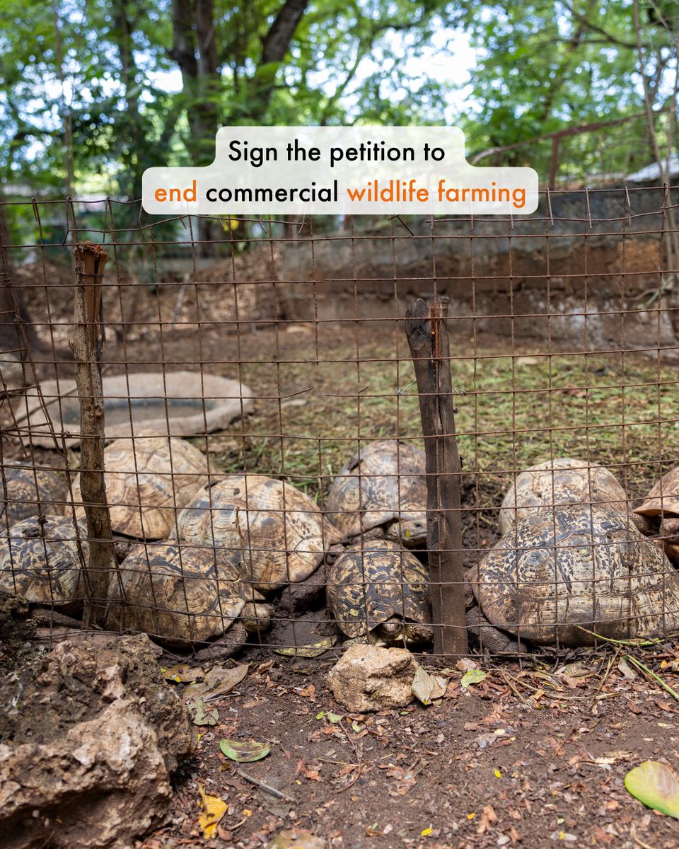 World Animal Protection Africa tweet media