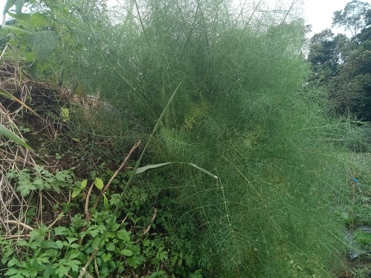 AbU JenaR tweet media