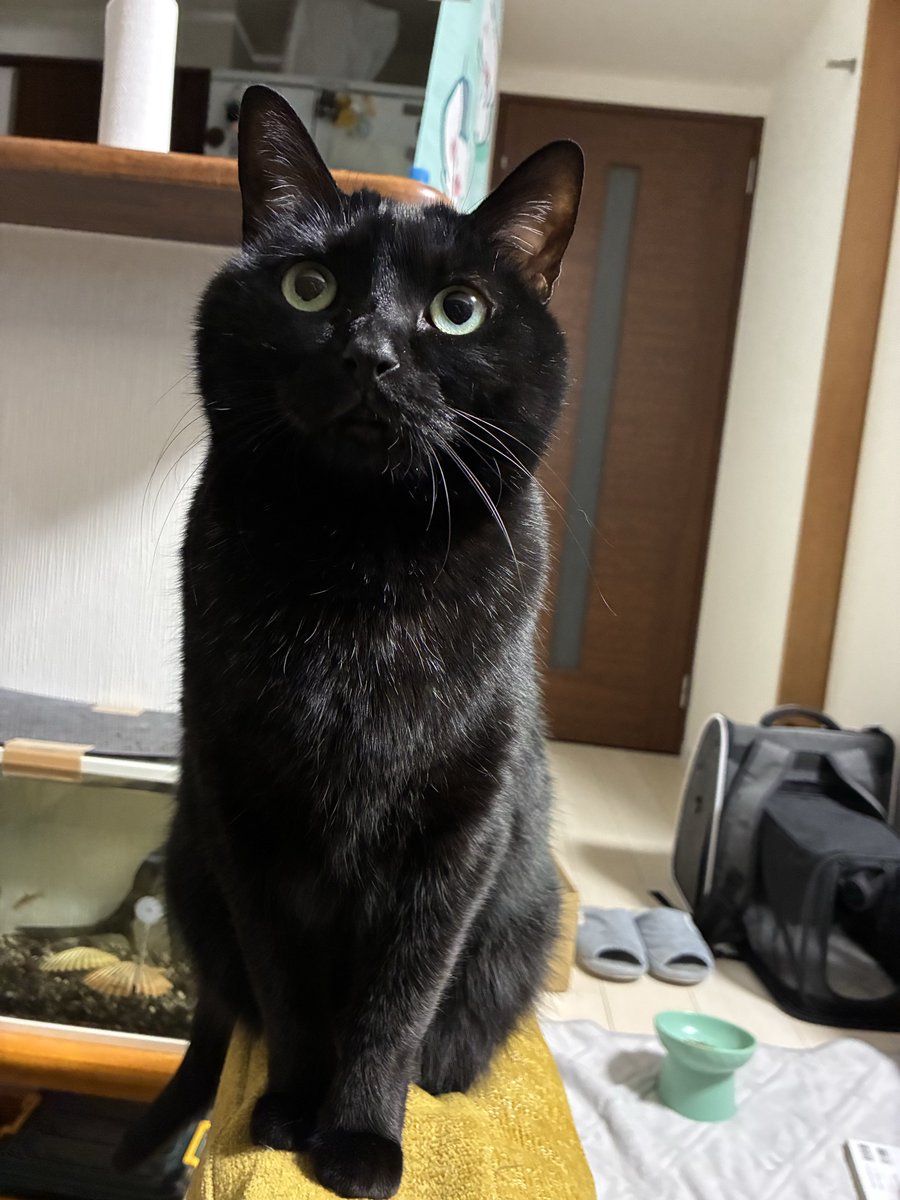 beerboy1984's tweet photo. この絵画が示すように、我が家の黒猫はフランス革命の象徴でもあった由緒正しき黒猫の末裔である。

#黒猫
#民衆を導く自由のねこ https://t.co/9jUz9BsHxe