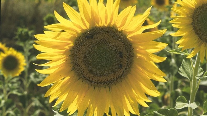 Vida Rural tweet media