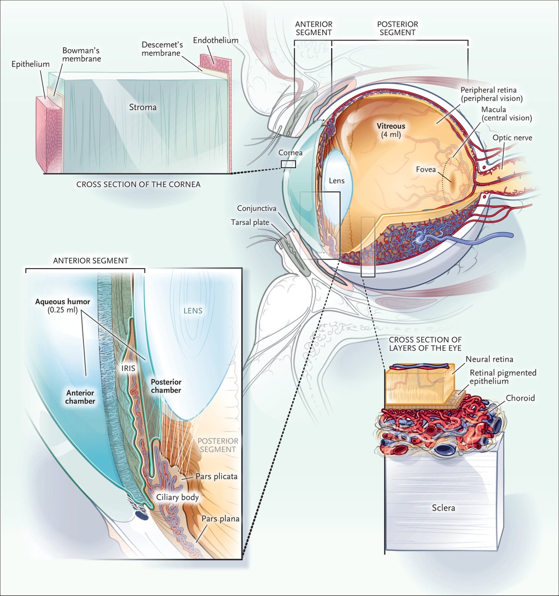 DraWataru's tweet photo. Eye Infections | New England Journal of Medicine

(https://t.co/jzHXPdNphm) https://t.co/M3MB3a4ItP
