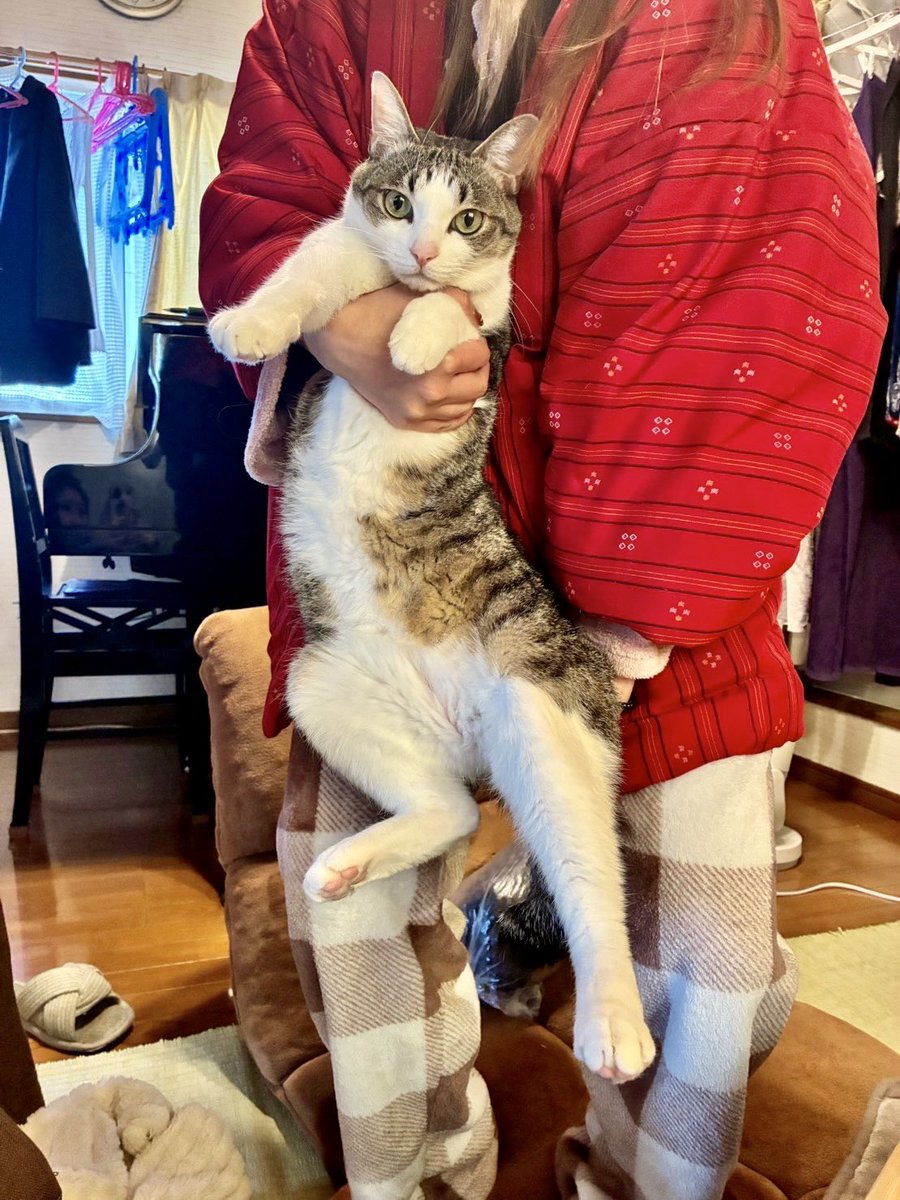 コタツから猫を収穫。