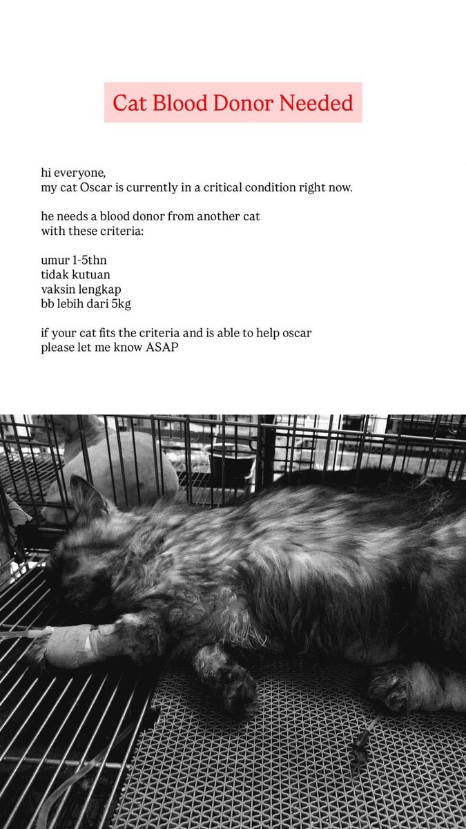 please bantu share ya guys 🥺 

DIBUTUHKAN DONOR DARAH KUCING dengan kriteria sebagai berikut;

1. Usia 1-5 tahun
2. Berat lebih dari 5kg
3. Bebas kutu
4. Vaksin lengkap

domisili Jakarta Selatan/Timur. 

Feel free buat dm aku ya kalau ada yang bersedia… thank you so much guys