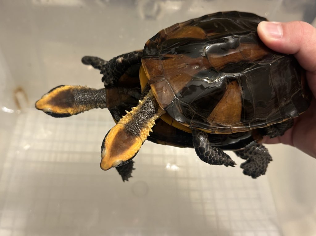 野生人 tweet media