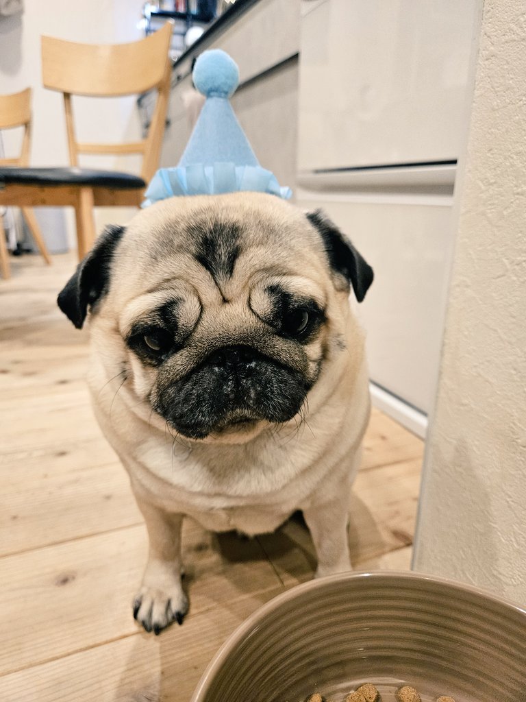 今日はフィっちゃん@felixandpapa 6才の誕生日🎉 おめでとう✨元気で