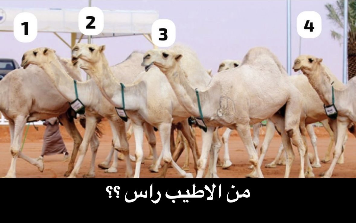 vip خاص نوادرالابل tweet media