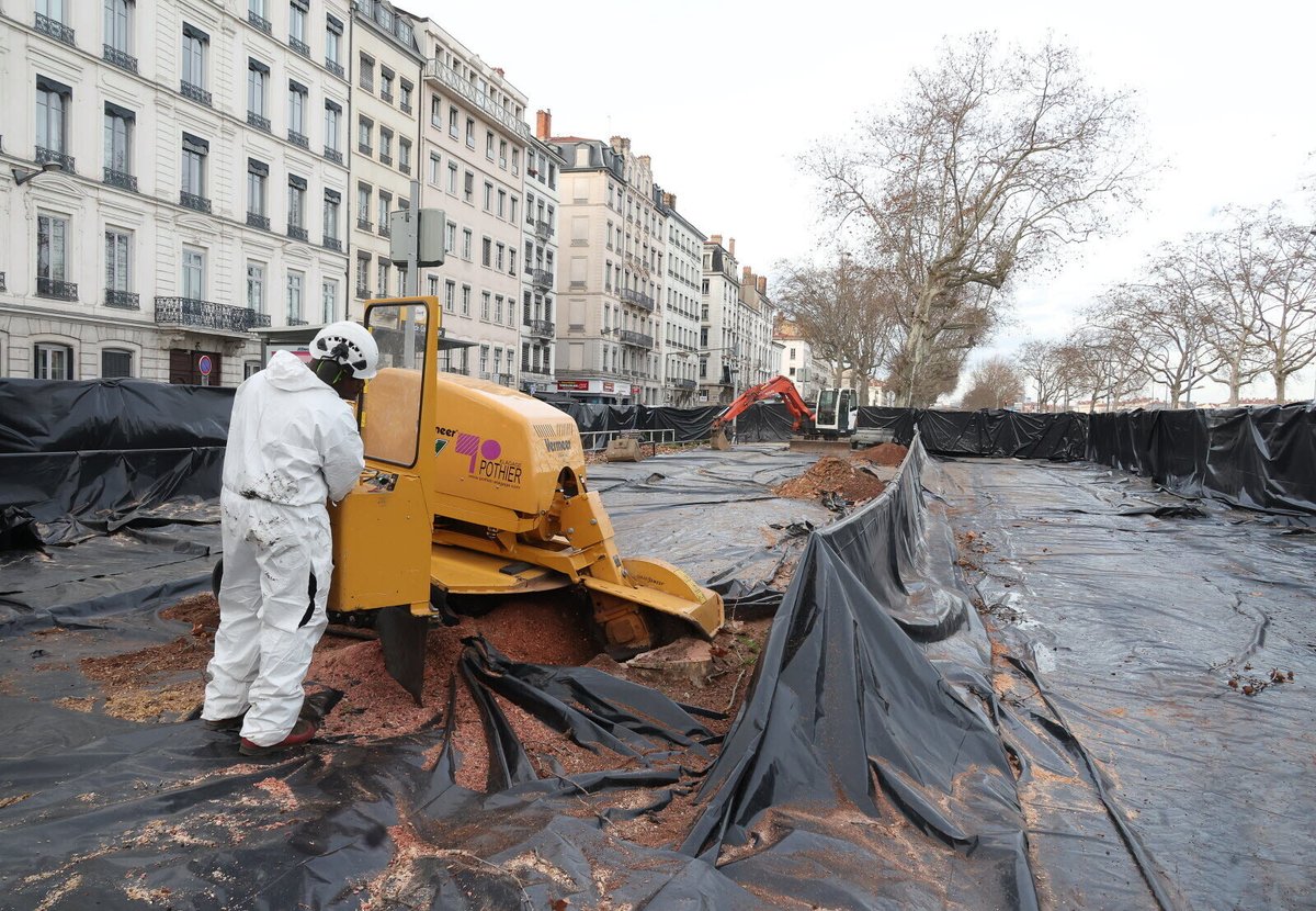 leprogreslyon's tweet image. 🌳 Sur le quai Gailleton, des arbres centenaires abattus : pourquoi il a fallu « confiner le chantier »
#Lyon #environnement

➡️ l.leprogres.fr/rkR
