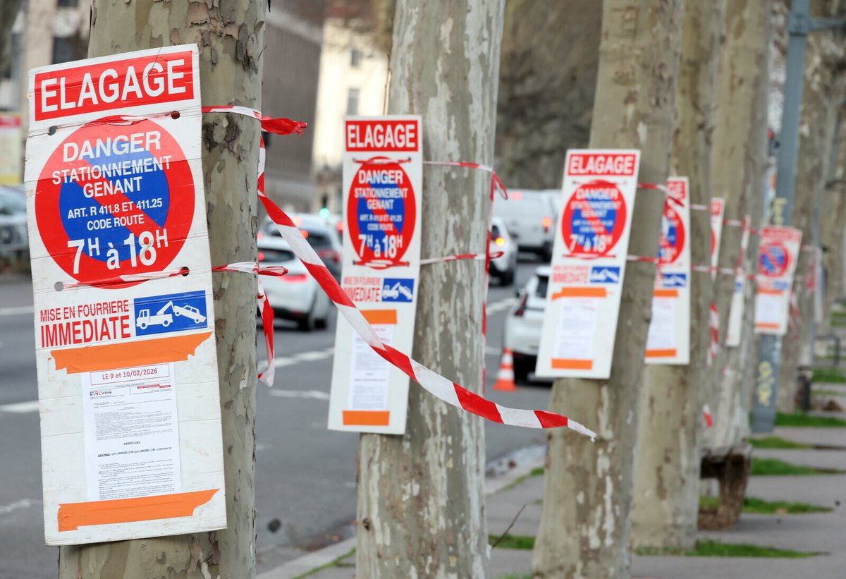 leprogreslyon's tweet image. 🌳 Sur le quai Gailleton, des arbres centenaires abattus : pourquoi il a fallu « confiner le chantier »
#Lyon #environnement

➡️ l.leprogres.fr/rkR