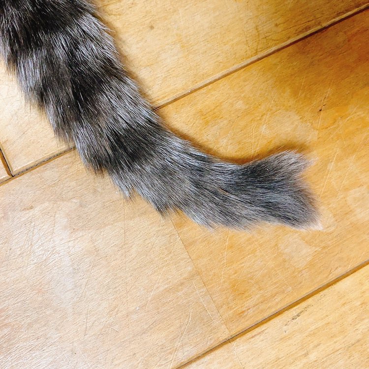 うちの老猫、ついに猫又になるのかも