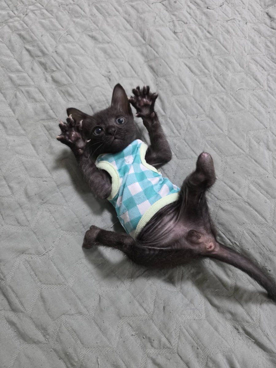 ไม่ควรมีแมวตัวไหนบนโลกใบนี้ต้องมาเป็นแมวจร tweet media