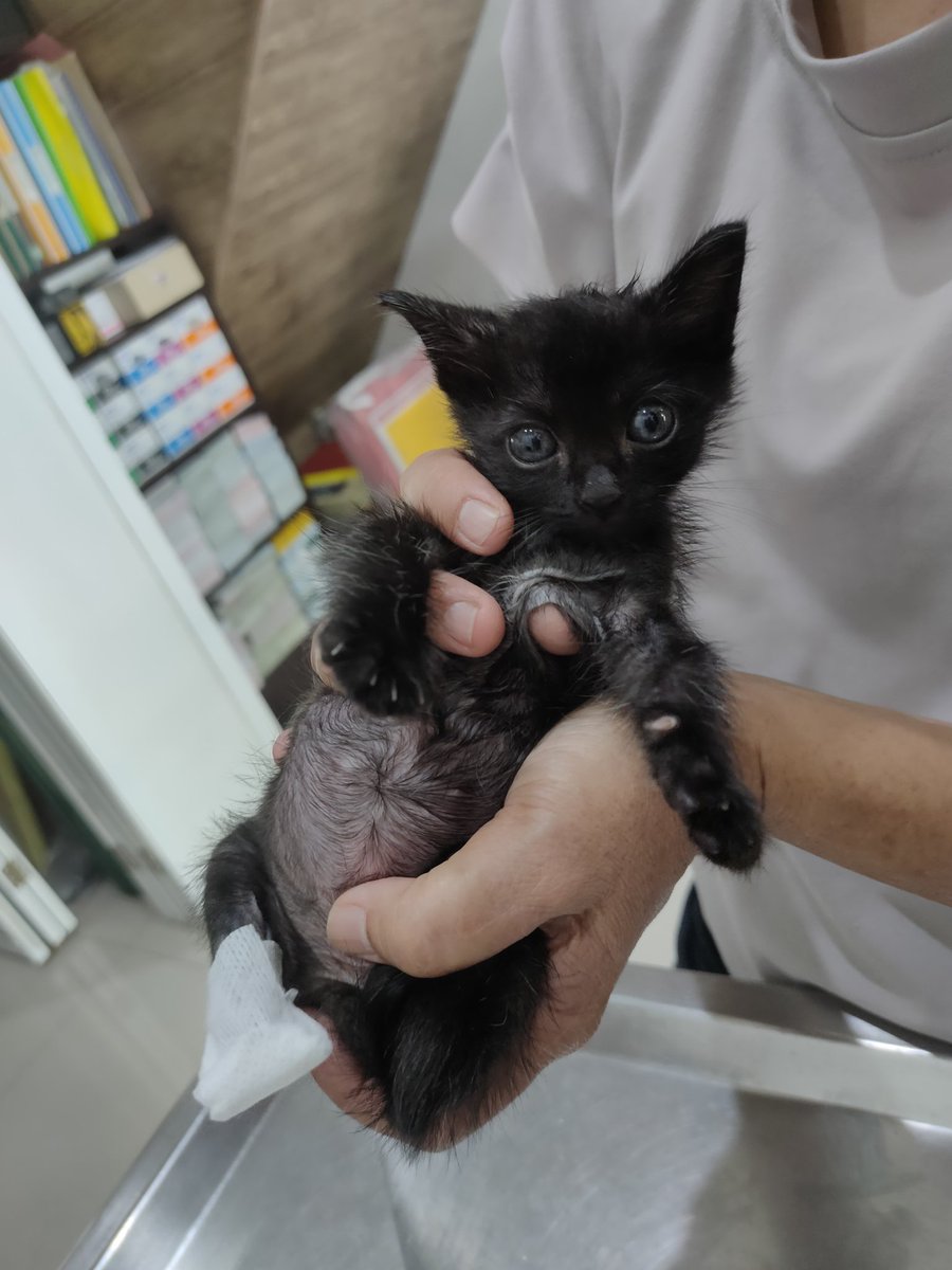 ไม่ควรมีแมวตัวไหนบนโลกใบนี้ต้องมาเป็นแมวจร tweet media