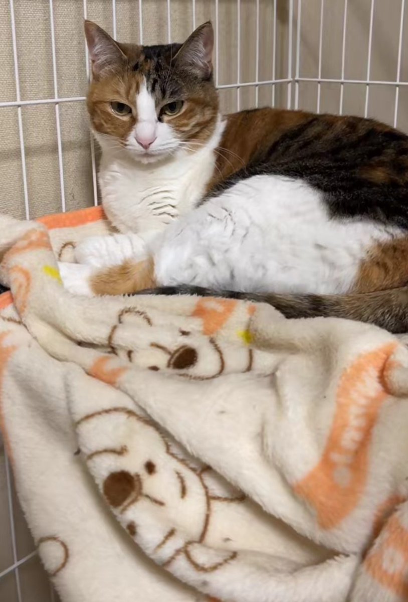 2年後の今日もまよ、プーさんの毛布だった🤭笑笑
#あにまるファミリー
#猫
<a href="/2oniTomo/">友子ちゃんとお兄ちゃん🌿ねこ&フェレット 😻🐻</a>