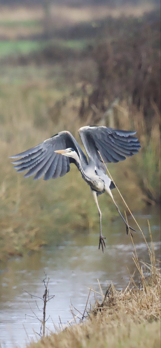 saintmck's tweet photo. Spent most of the morning watching Shea Charles winning goal for #SaintsFC last night,brilliant comeback and so sublime,was only going one place👍😜👏👏Anyway,here’s my sublime #heron for #WaderWednesday #birds https://t.co/mlNe0lMysx