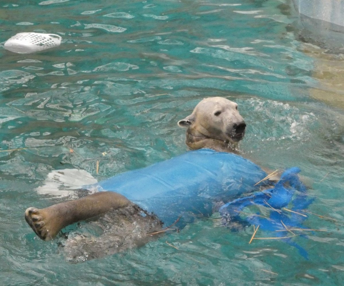 青ドラム缶を着て
青いおもちゃを持つ
ブルーなホウちゃん
ちょっと今日は、ノリノリではなかったなー
2026.2.11