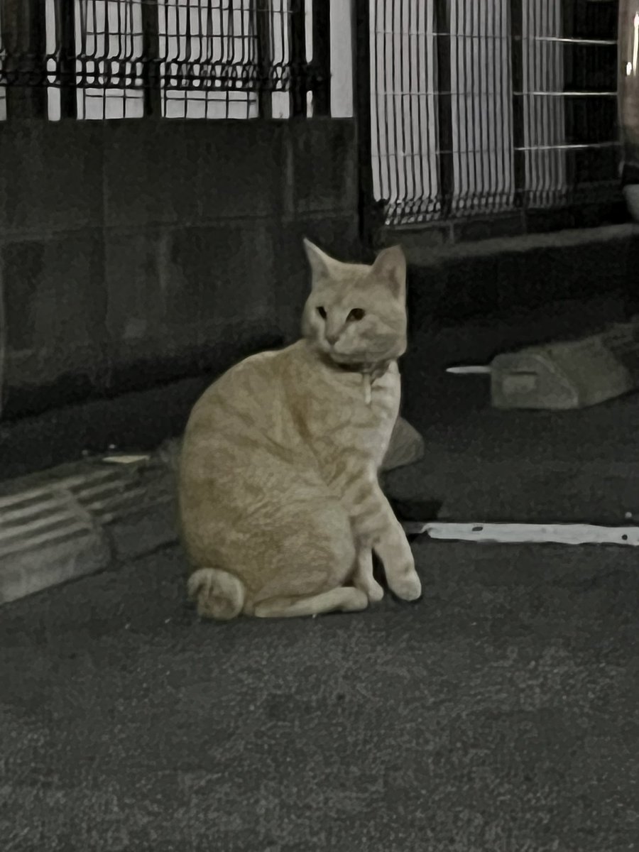 九品寺3丁目で迷い猫見つけました
首輪もしてるし、前足が折れてるかもしれない🥲

#熊本
#迷い猫
#猫