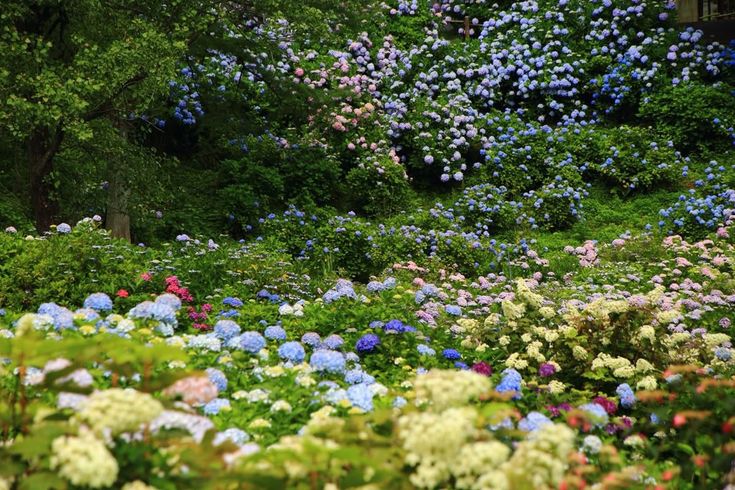 naturaholic's tweet image. gardens full of flowers