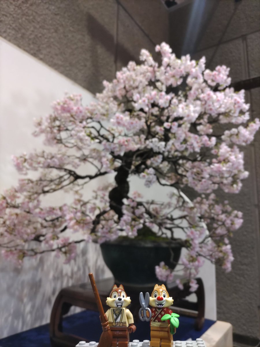 LegoHarold's tweet photo. 毎年恒例「国風盆栽展」！
記念すべき第100回の今年も全国から選りすぐりの盆栽が集まっていました。 https://t.co/oK4bKTz7lp