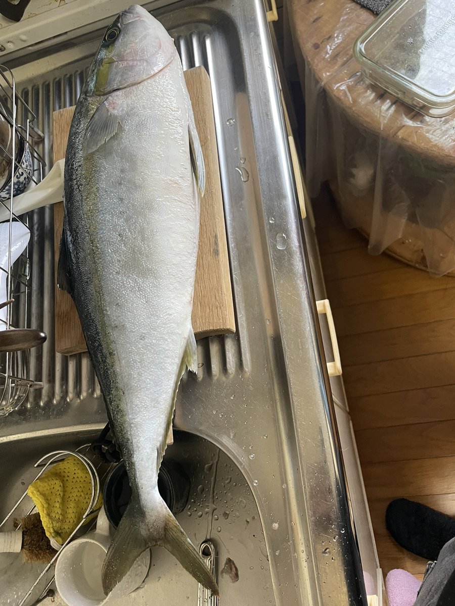 egiparapa's tweet photo. 仕事終わりに磯ヒラ行ってきました〜👍
強風で立ってられず腰落として小一時間投げて納竿🎣
ブリヒラ？とメジロとヒラ一本ずつで終了☑️
いい晩御飯が手に入りました🐟😋 https://t.co/I2PhlWiAW8