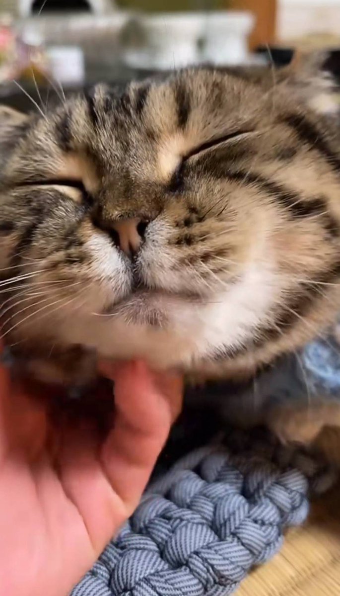 ティノ🥹💚
#あにまるファミリー
#猫
<a href="/2oniTomo/">友子ちゃんとお兄ちゃん🌿ねこ&フェレット 😻🐻</a> 
(2年前の今日🐈‍⬛)