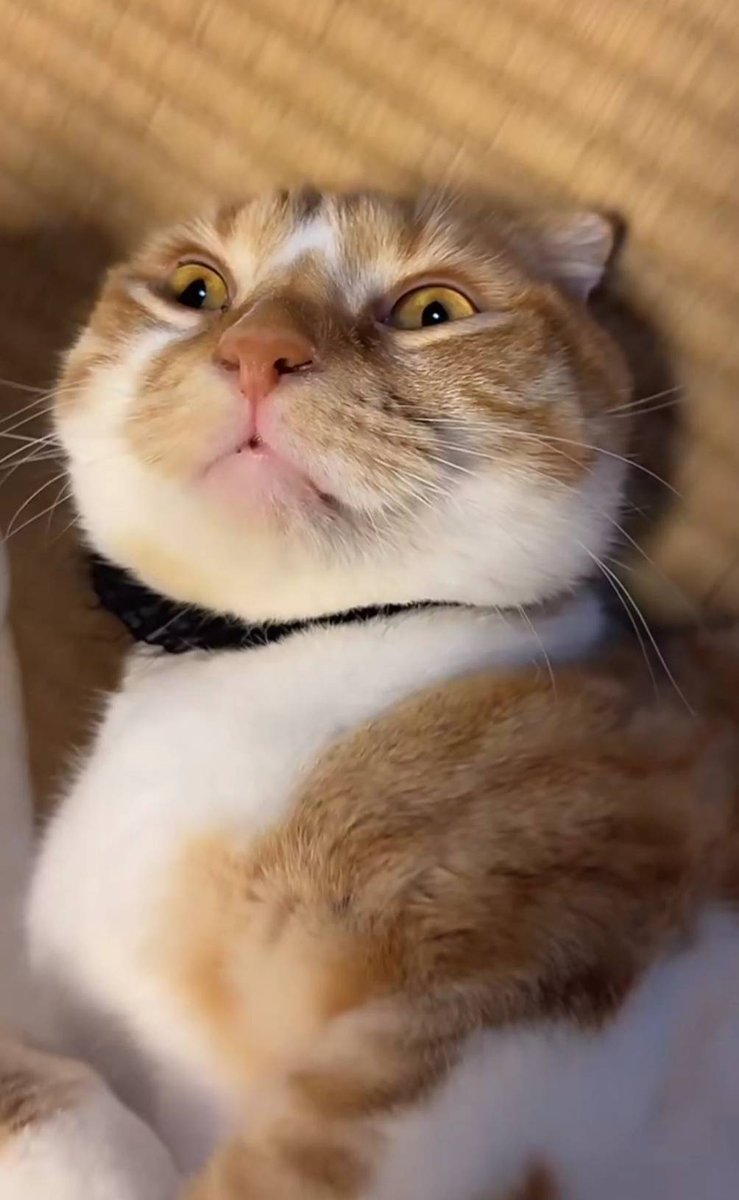 🐰ひな＆五庵🔨
#あにまるファミリー
#猫
#短足マンチカン
<a href="/2oniTomo/">友子ちゃんとお兄ちゃん🌿ねこ&フェレット 😻🐻</a> 
<a href="/hinako_munchkin/">短足マンチカン ひな子 （ねこ）</a> 
(2年前の今日🩷🧡)