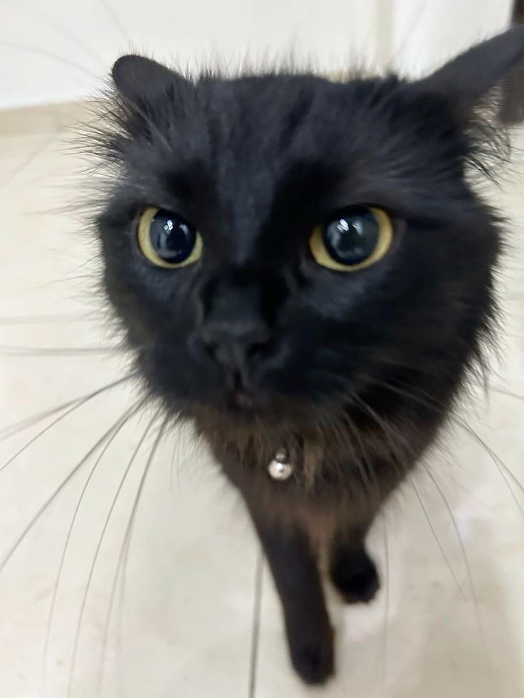 Black cats are not bad luck (@visualscat) on Twitter photo 