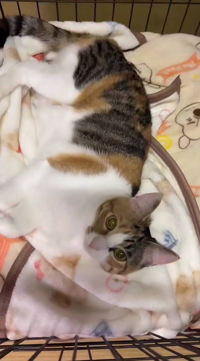 💛つな＆まよ🩵
#あにまるファミリー
#猫
<a href="/2oniTomo/">友子ちゃんとお兄ちゃん🌿ねこ&フェレット 😻🐻</a> 
<a href="/tsunablog/">つなまよ</a> 
(2年前の今日😻)