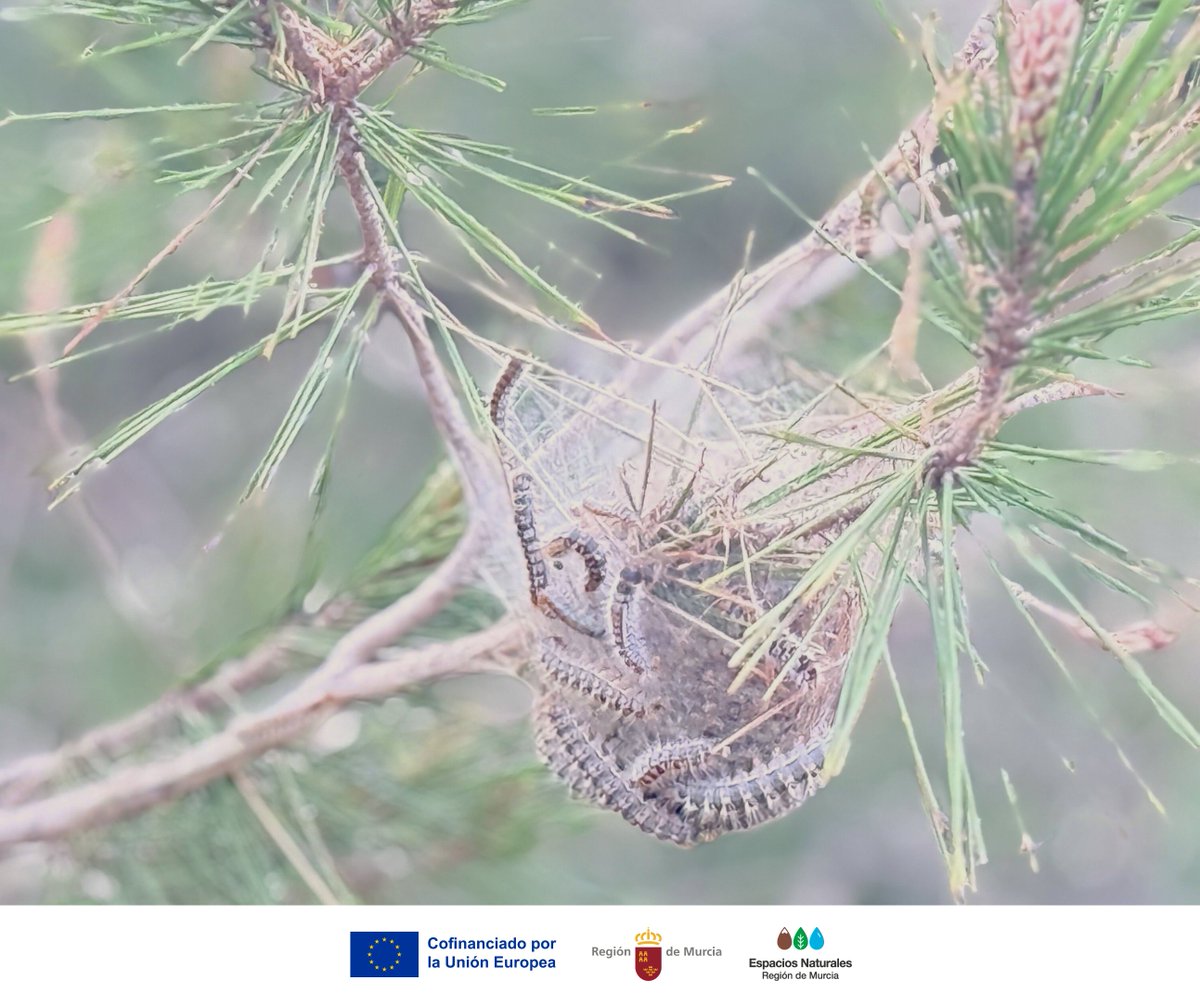 Parque Regional de Calblanque tweet media