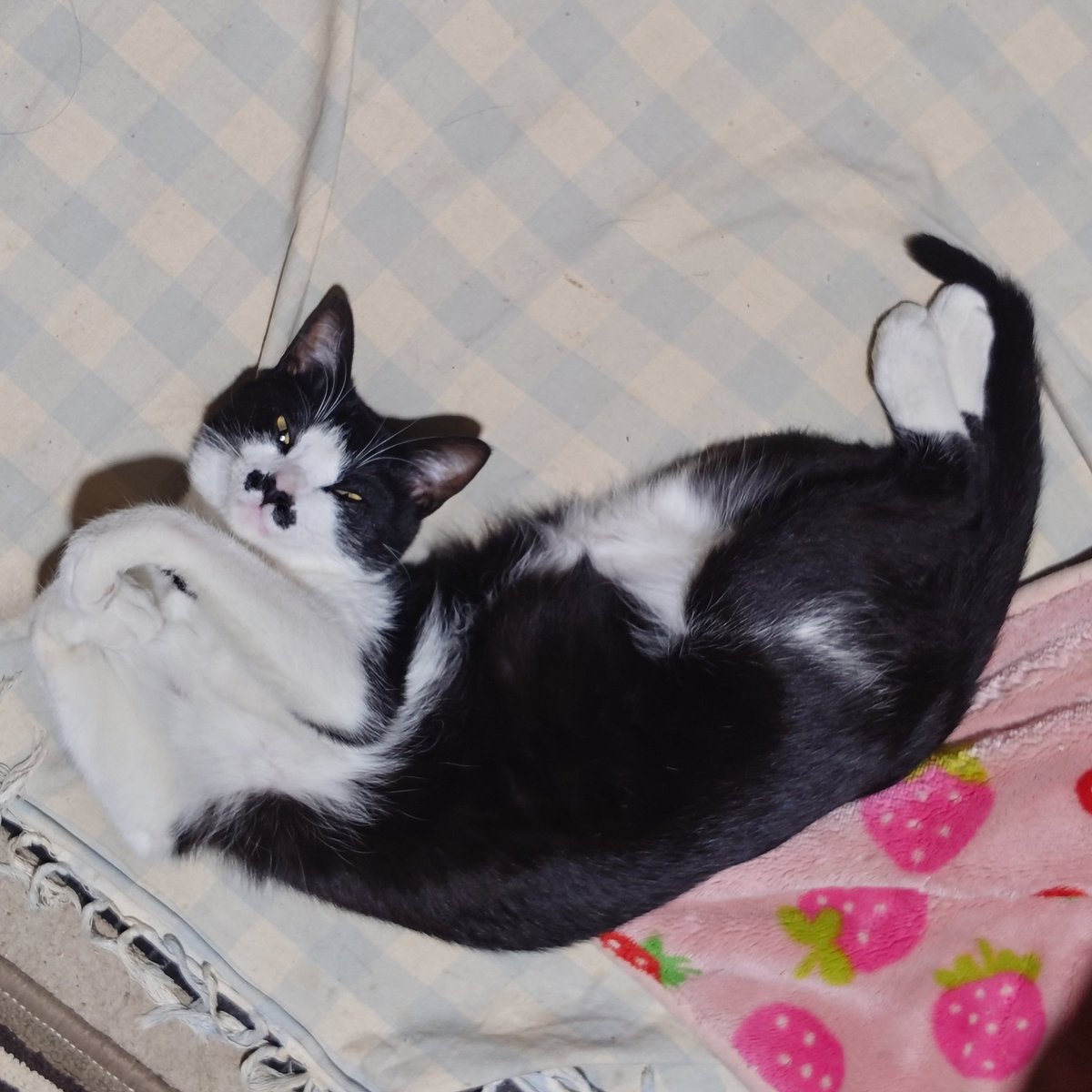 todaygenchan's tweet photo. 今日のハチワレのひーちゃん💕
にゃん体動物🤣
ねこさんって身体やわらかいですね🤣
#ねこ　#猫　#ネコ　#ハチワレ　#メス猫 https://t.co/sPSiVXeQlf