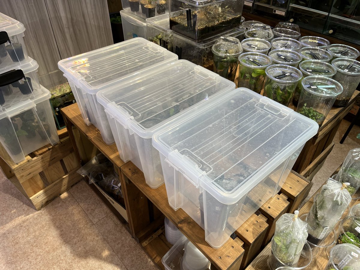 ブセファランドラ色々入荷しております！ 詳細は週末の入荷情報にて。