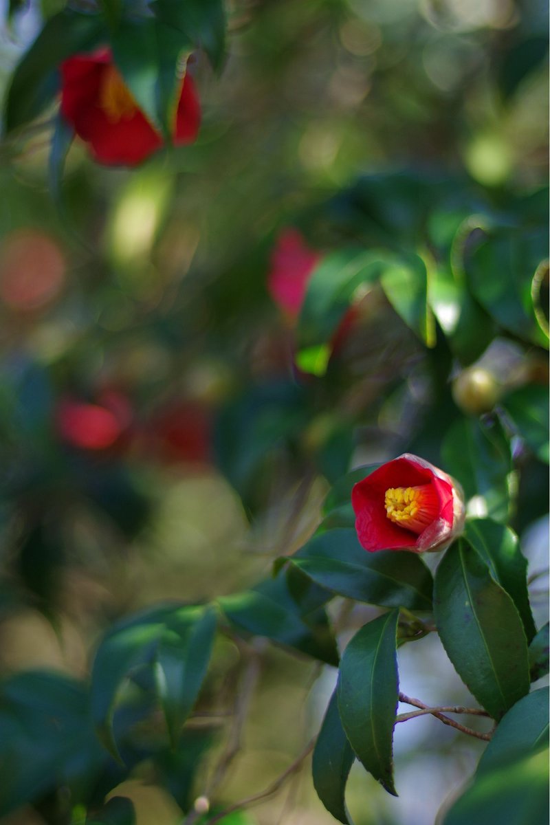 momotuyon's tweet image. こんばんは
今日も確定申告の準備…嫌々やってるから進まない💦
2016年2月11日の写真です
#TLを花でいっぱいにしよう
#pentax #ks2
#NOKTON58mm