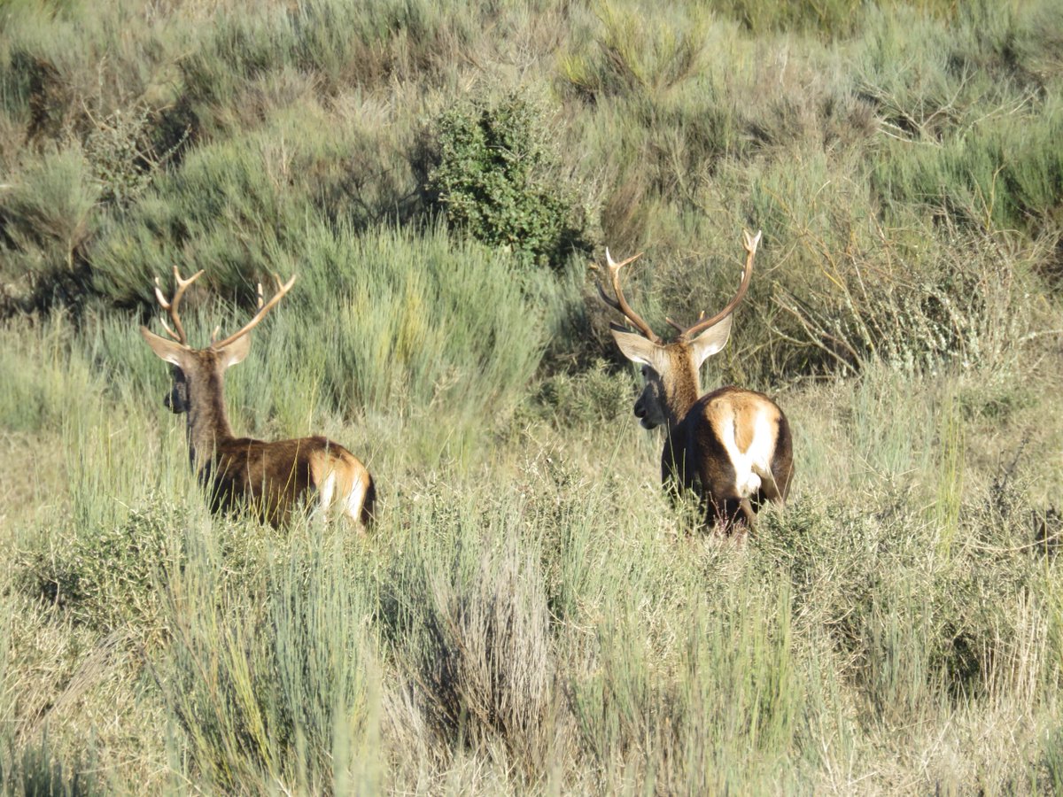 Macho de tarabilla común, cigüeña blanca recorriendo un prado para buscar alimento y ciervos regresando al encame diurno.
llobu.es