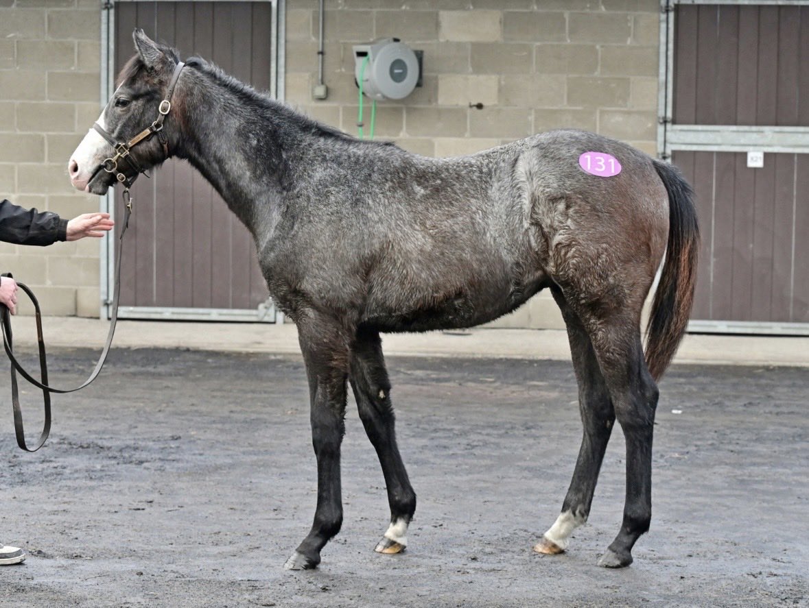 Baroda Stud tweet media