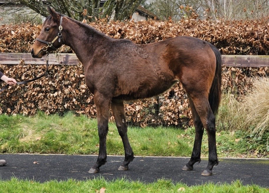 Baroda Stud tweet media