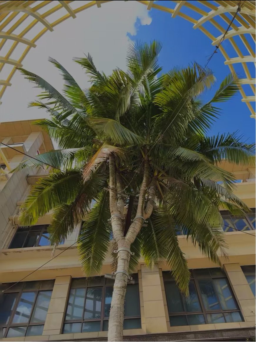 HainanToday's tweet image. Wish Upon a #Coconut! Wenchang’s Four Auspicious #Blessings! Looking for Year of the Horse blessings? Come to #Wenchang! These special coconuts blend local coconut culture with 4 classic blessings — fortune, prosperity, longevity and joy. Touch the symbols, make a wish, and let