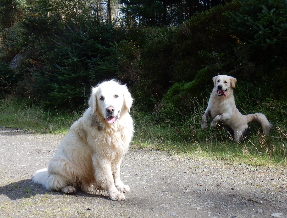 This memory popped up today, Ben and Finn on Dartmoor in 2016, still makes me laugh! Finn jumping out of a muddy little ditch.
Look out Ben!