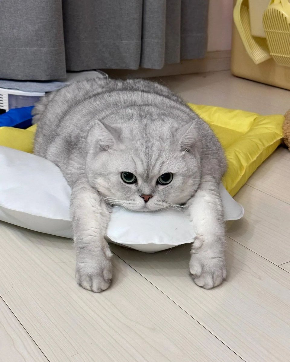 justmeowthings's tweet photo. @direktoridosen @elonmusk @twitter Ikutan 😽
Follow for follow, selama ga limit https://t.co/ITxzBhpvqZ
